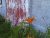 Daylillies by barn
